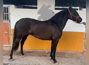 PRE, Stute, 3 Jahre, 158 cm