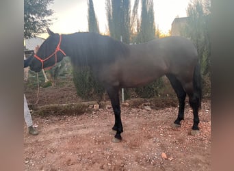 PRE, Stute, 3 Jahre, 158 cm