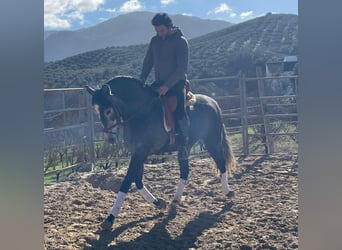 PRE Mix, Stute, 3 Jahre, 158 cm, Blauschimmel