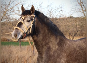 PRE Mix, Stute, 3 Jahre, 158 cm, Blauschimmel