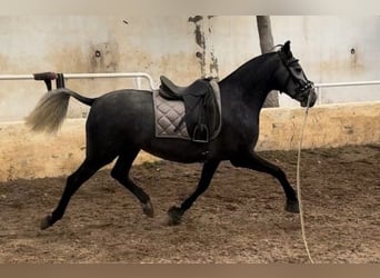 PRE Mix, Stute, 3 Jahre, 158 cm, Blauschimmel