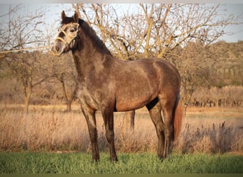 PRE Mix, Stute, 3 Jahre, 158 cm, Blauschimmel