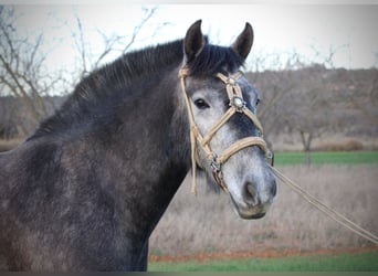 PRE Mix, Stute, 3 Jahre, 158 cm, Blauschimmel