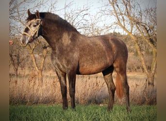 PRE Mix, Stute, 3 Jahre, 158 cm, Blauschimmel