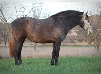 PRE Mix, Stute, 3 Jahre, 158 cm, Blauschimmel