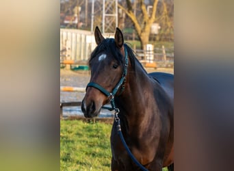 PRE Mix, Stute, 3 Jahre, 158 cm, Brauner
