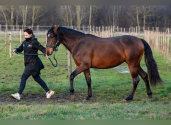 PRE Mix, Stute, 3 Jahre, 158 cm, Brauner