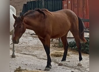 PRE, Stute, 3 Jahre, 158 cm, Brauner