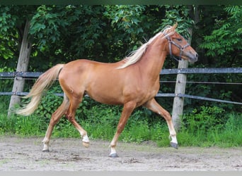 PRE, Stute, 3 Jahre, 158 cm, Fuchs