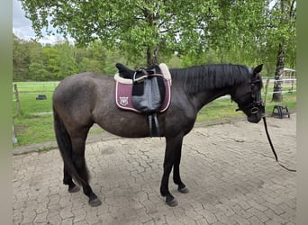 PRE, Stute, 3 Jahre, 158 cm, Kann Schimmel werden