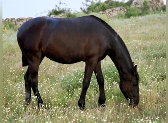 PRE Mix, Stute, 3 Jahre, 158 cm, Rappe