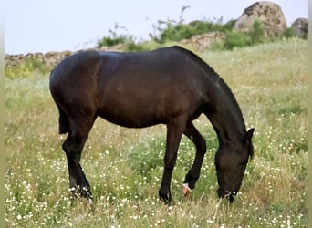 PRE Mix, Stute, 3 Jahre, 158 cm, Rappe