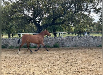 PRE Mix, Stute, 3 Jahre, 159 cm, Brauner