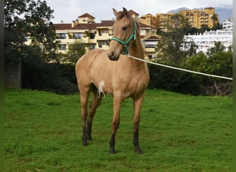 PRE Mix, Stute, 3 Jahre, 159 cm, Pearl