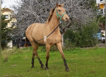 PRE Mix, Stute, 3 Jahre, 159 cm, Pearl