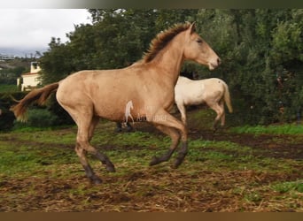 PRE Mix, Stute, 3 Jahre, 159 cm, Pearl