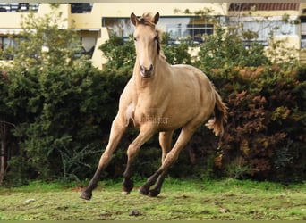 PRE Mix, Stute, 3 Jahre, 159 cm, Pearl