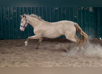 PRE Mix, Stute, 3 Jahre, 159 cm, Perlino