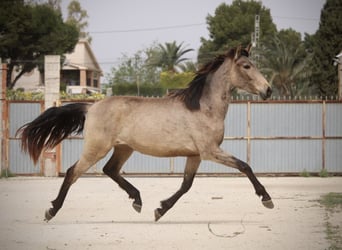 PRE Mix, Stute, 3 Jahre, 160 cm, Buckskin