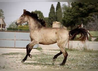 PRE Mix, Stute, 3 Jahre, 160 cm, Buckskin
