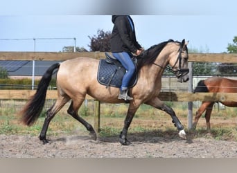 PRE Mix, Stute, 3 Jahre, 160 cm, Buckskin