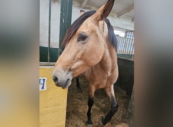 PRE, Stute, 3 Jahre, 160 cm, Buckskin
