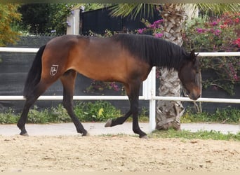 PRE, Stute, 3 Jahre, 160 cm, Dunkelbrauner