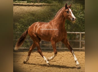 PRE, Stute, 3 Jahre, 160 cm, Fuchs