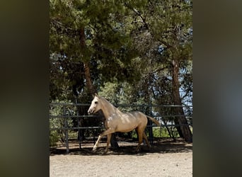 PRE, Stute, 3 Jahre, 160 cm, Palomino