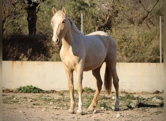 PRE Mix, Stute, 3 Jahre, 160 cm, Palomino