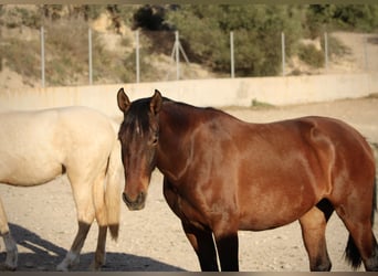 PRE Mix, Stute, 3 Jahre, 160 cm, Palomino