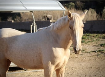 PRE Mix, Stute, 3 Jahre, 160 cm, Palomino