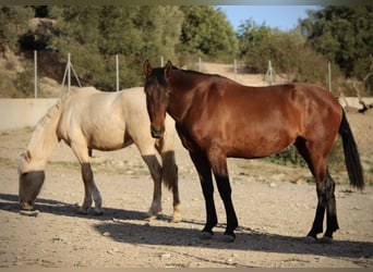 PRE Mix, Stute, 3 Jahre, 160 cm, Palomino