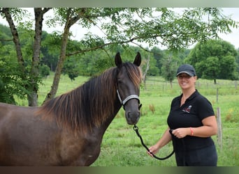 PRE, Stute, 3 Jahre, 160 cm, Rappe