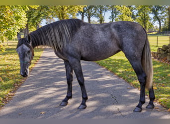 PRE, Stute, 3 Jahre, 160 cm, Rappschimmel