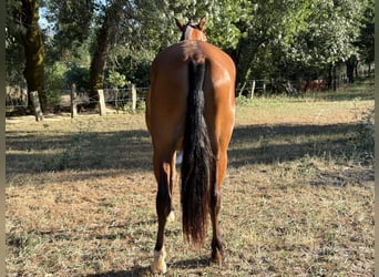PRE, Stute, 3 Jahre, 160 cm, Rotbrauner