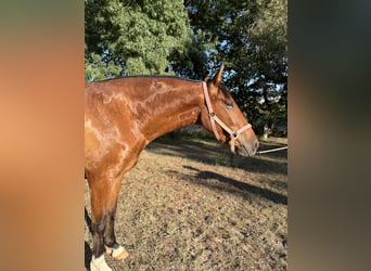 PRE, Stute, 3 Jahre, 160 cm, Rotbrauner