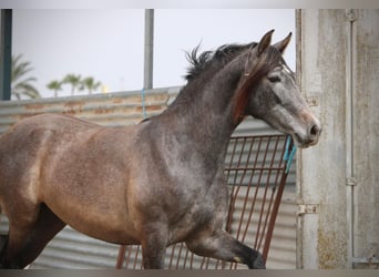 PRE Mix, Stute, 3 Jahre, 160 cm, Schimmel