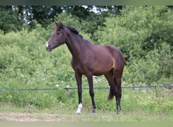 PRE Mix, Stute, 3 Jahre, 161 cm, Dunkelbrauner