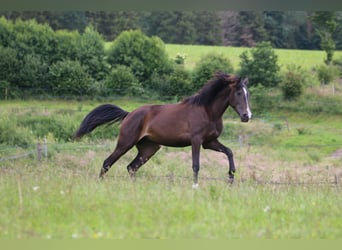 PRE Mix, Stute, 3 Jahre, 161 cm, Dunkelbrauner