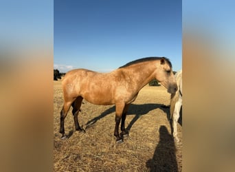 PRE Mix, Stute, 3 Jahre, 162 cm, Buckskin