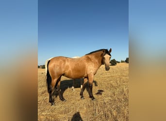PRE Mix, Stute, 3 Jahre, 162 cm, Buckskin