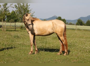 PRE, Stute, 3 Jahre, 162 cm, Pearl