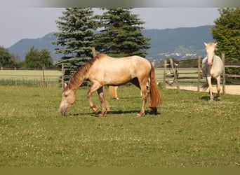 PRE, Stute, 3 Jahre, 162 cm, Pearl