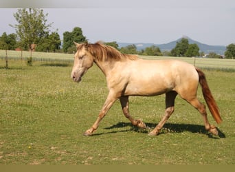 PRE, Stute, 3 Jahre, 162 cm, Pearl