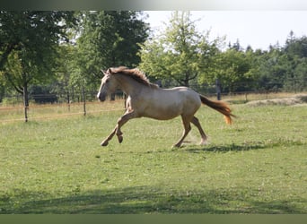 PRE, Stute, 3 Jahre, 162 cm, Pearl