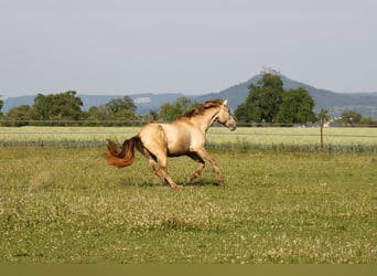 PRE, Stute, 3 Jahre, 162 cm, Pearl
