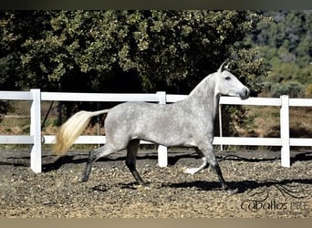 PRE Mix, Stute, 3 Jahre, 162 cm, Schimmel