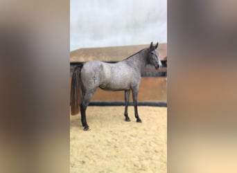PRE Mix, Stute, 3 Jahre, 162 cm, Schimmel