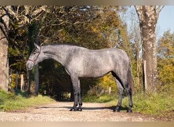 PRE Mix, Stute, 3 Jahre, 162 cm, Schimmel